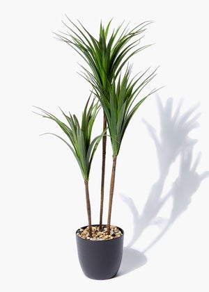 Dark Green Yukka Plant