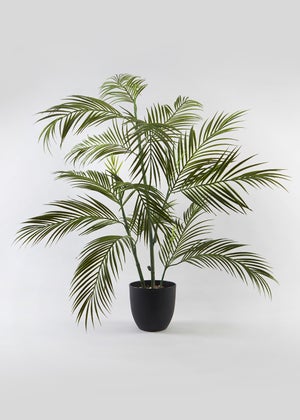 Fern Tree in Pot