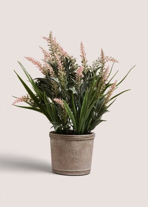 Pink Lavender In Cement Pot