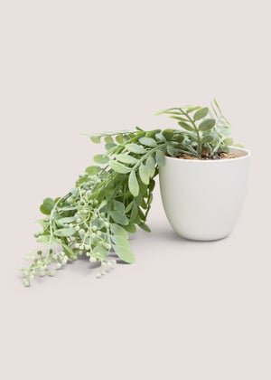 Trailing Plant In White Pot Trailing Plant In White Pot